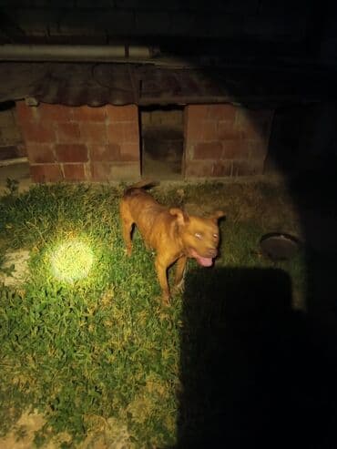 layka iti: Pitbul, 3 il, Erkek, Peyvəndli, Ünvandan götürmə — 2