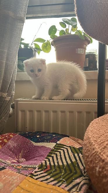 pişik sortları: Şotland yastı qulaq, Dişi — 1