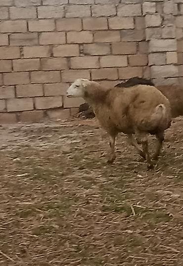 qoyun satış: Əmilik quzular qomral dişidi boz erkek super kökdülər isdəyən əlaqə — 4