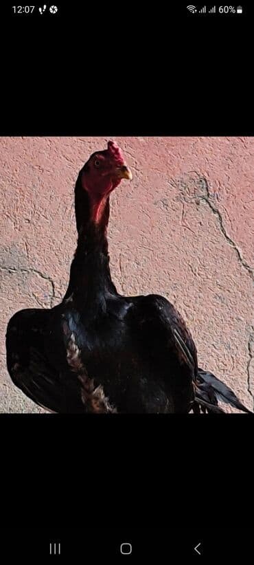 Gəmiricilər: Aseel (Asil) növü xoruz - Rəng: qara tüklər, qırmızı dimdik və baş - — 2