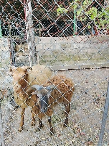 ordek yumurtası satışı: Salam aleykum 2 baş qoyun satılır sağlam hayvanlardı vaxdı vaxdında — 6