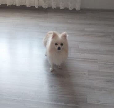 it şəkilləri: Şpitz — 1