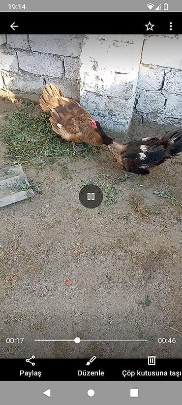Zümrüt erkey satlir dalasilar iri 4 kilo eti var 25 manatt tecli yerim