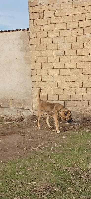 Птицы: Гурдбасар, 3 годa, Самец — 8