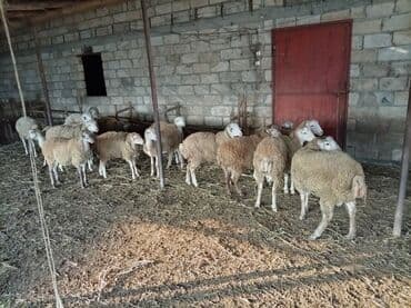 Dovşanlar: 20 eded heyvandır 12si erkek 8 disi Əlavə məlumat üçün mesajla — 1