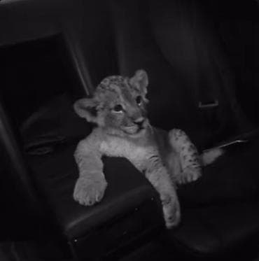 canta teze: Boyunbağı — 4