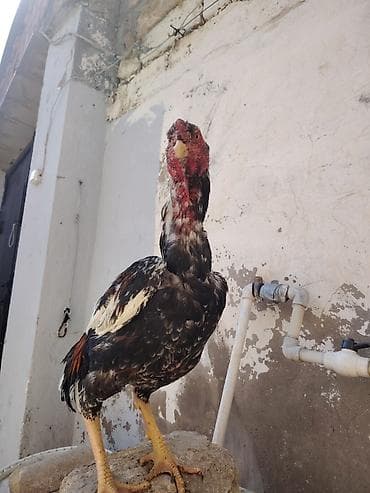 qaz quş: Salam heyrati becesi satilir 11 ayligdi saglamdi vaksin qurd dermanı — 4