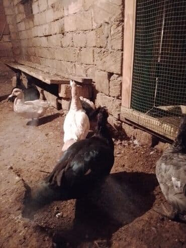 pişik su qabı: Lal prdəy yumurtaları macar sortu hal hazırda 10dənə var təzə düşüb — 3