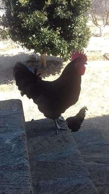 Keçilər, çəpişlər: Austrolop xoruzu 3 illikdir sağlam heyvandir - Tam qara lələk — 1