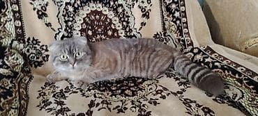 Quşlar: Şotland yastı qulaq — 1