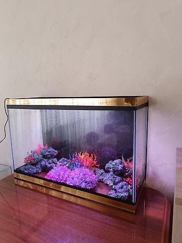 Balıqlar: Ölçü 70×46×25. 80 litir 6 lıq Radaj lı şüşədi yenidi iadifadə — 6