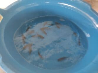 betta balıq: Balig 19 ededi kalp baligi — 9