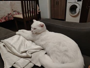 pişik çanta: Şotland yastı qulaq, Yaxşı əllərə — 3