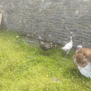 hinduşka balalari: Erkək, Damazlıq — 3