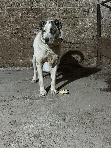 ev iti cinsleri: Alabay, Erkek — 2