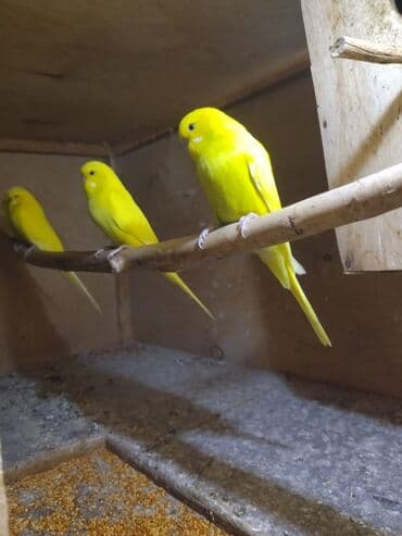 əbabil quşunun qiyməti: Salam çexlər var satışda bala böyük hazır cüt hər ayda hər yaşda hər — 2