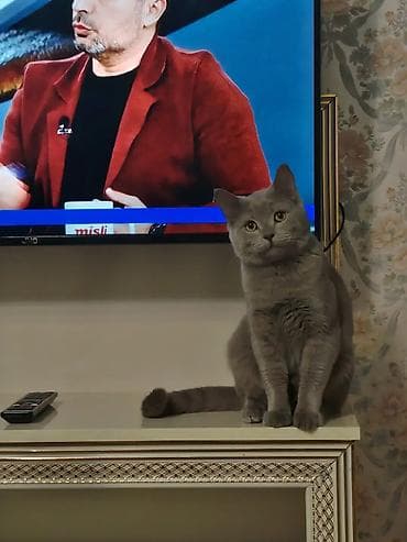 pişik satisi: Britan erkək pişikdi cütə dişi axtarır qiymeti 40 azn. Erkək pişiyin — 2