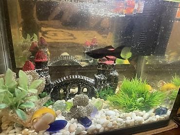 tap az ev itleri: Dördbucaq akvarium, Boş, 12 l, Ünvandan götürmə — 6