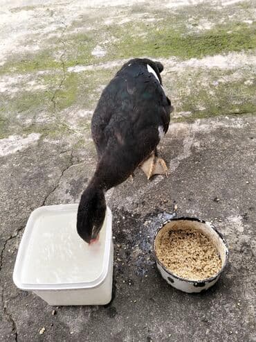 quzu şəkilləri: Erkək, | Lal ördək, Damazlıq, Ünvandan götürmə — 19
