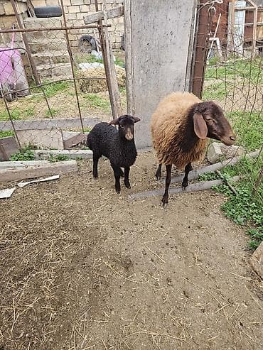 Atlar: Qoyun ana-bala cütü - Cins: Yerli qaragül tipli (qara quzu — 4