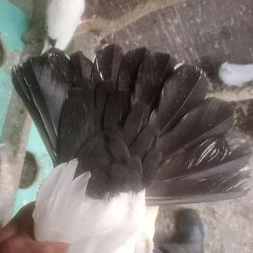 pavlin goyərcin: Qara boyun deste qara quyruq erkek mayad 2- birlikde 30 azn 1 eded — 7