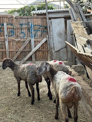 quzu satisi: Quzu, Erkək, ay: 7, 35 kq, Ətlik, Ünvandan götürmə, Ödənişli çatdırılma — 7