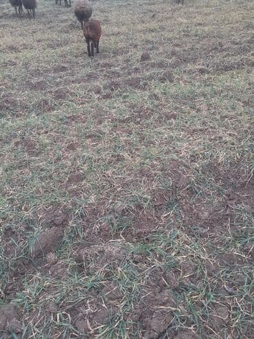 K/t heyvanları üçün mallar: Cidi şəxslər zəngin vursun yesinə 3 qardı erkədi balsı — 4