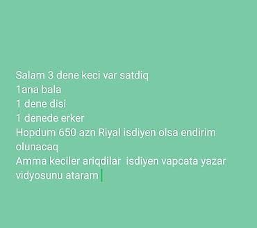 Məhsul: Keçi dəstəsi - Ümumi sayı: 3 baş - Tərkibi: 1 ana-bala, 1