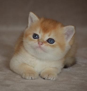 Птицы: Золотая шиншилла, Самец, Самка, Самовывоз — 7