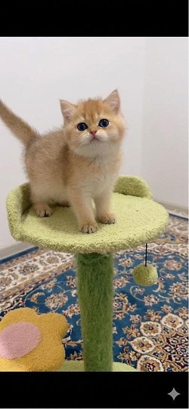 golden: British Golden Chinchilla diwi.Lotok terbiyesi var tam serbestdi.Real — 1