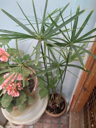 Palma gülü 5m simarodnu ağacı 5m