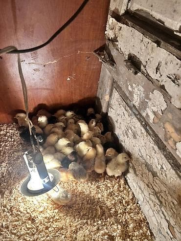 toyuq cuceler: Toyuq cücələri, Ətlik, Ödənişli çatdırılma — 6