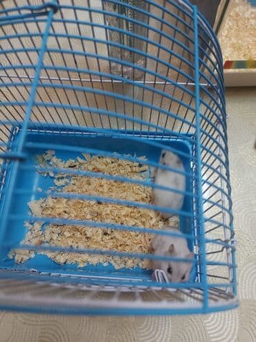 енот в баку купить: Грызуны — 4