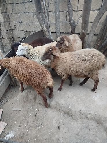 Qoyun və quzular satılır - Növ: yerli ətlik-yunlu qoyunlar, müxtəlif