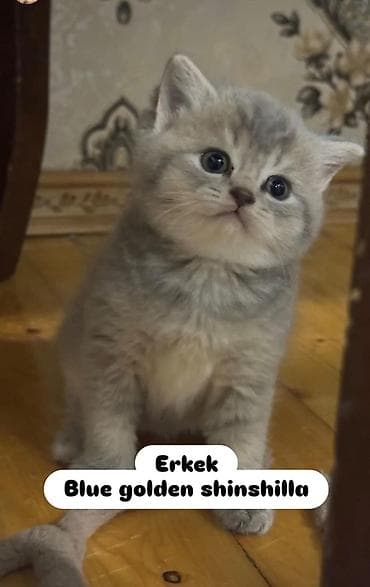 xacmaz heyvan bazari: Şinşilla, Erkək — 1