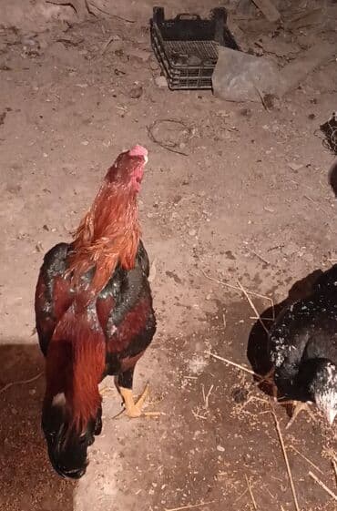 etibarlı ellere verilir: Salam aleykum herkese heyratı colpası satlır dqş pıpık colpadı 9 — 4