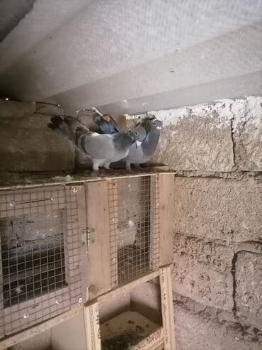 той ырлары попурри: Drakon göyərçinləri — 3