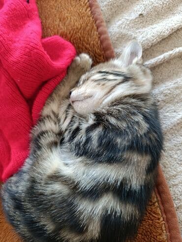 где можно купить котенка: Tabbi, Yaxşı əllərə — 8