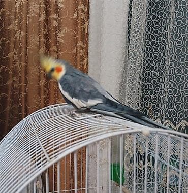 tutuquş: Erkey. Nimfa– boz-ağ lələklər, sarı toqqa və yanaqlarda narıncı — 2