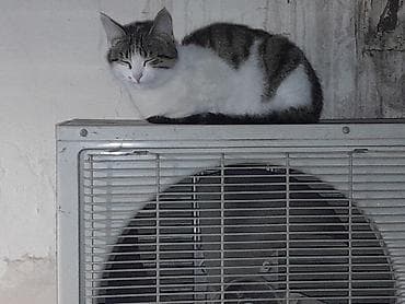 bala pisik adlari: Dişi, Yaxşı əllərə — 8