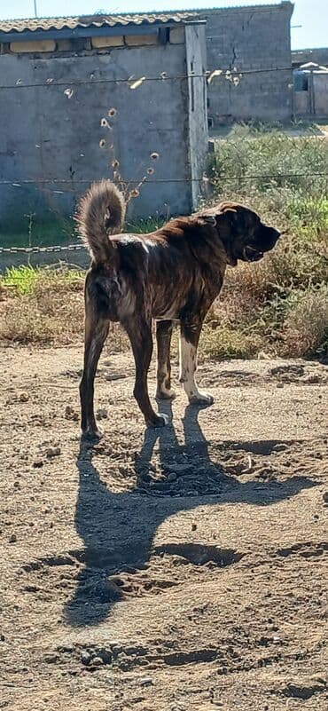 собака отдам в хорошие руки: Гурдбасар, 3 годa, Самец, С прививками, Платная доставка — 6