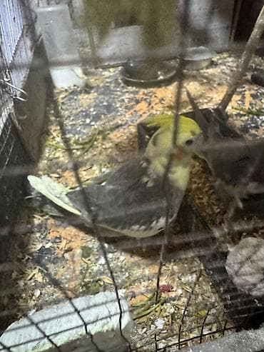 deve quşu: Nymph paraket (Cockatiel) – sarı lələk tacı və yanaqlarda narıncı — 2
