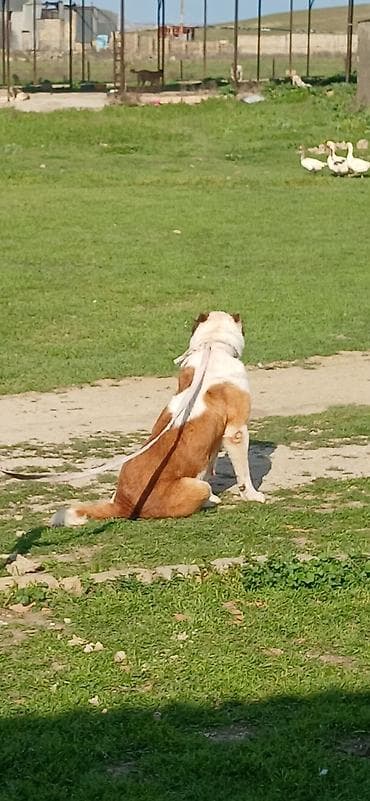 alabay itleri haqqinda melumat: Alabay, 3 il, Dişi, Peyvəndli — 5