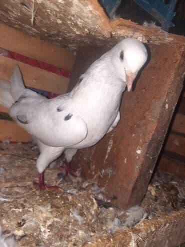 goyercin yuvasi satilir: Cüt göyərçin. 30AZN — 1