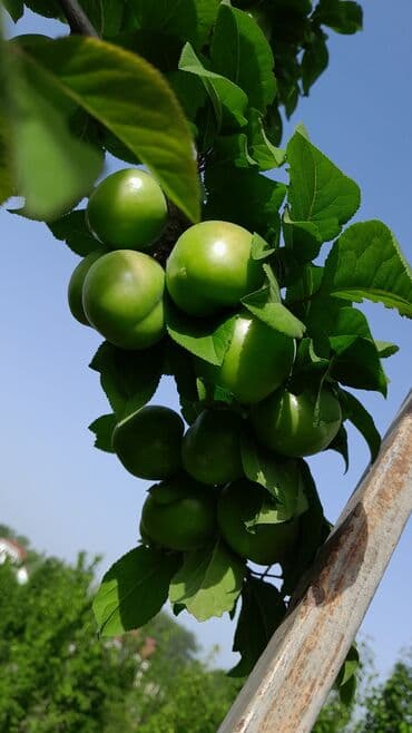 iran peçləri qiymətləri: Məhsul: 25 sot kupçalı həyətyanı torpaq satılır. Bağda 114 ədəd — 4