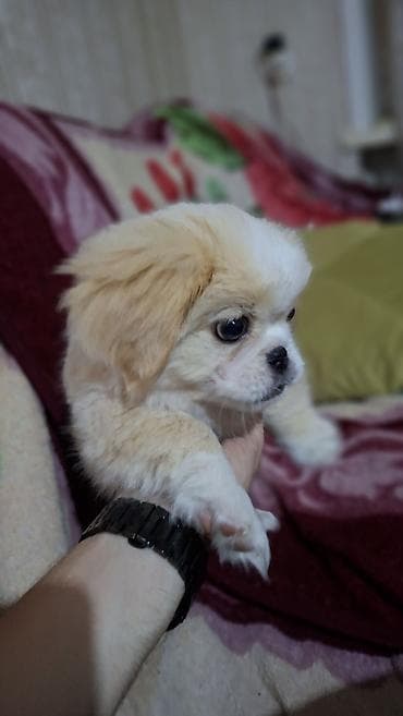 barter it: Pekines, 2 ay, Erkek, Peyvəndli — 2