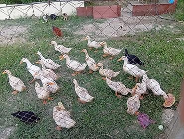 19 ədəd Pekin ördəyi. kesilmeli ordeklerdi. otlaq yerde saxlayıram lalafo.az -da 19 ədəd Pekin ördəyi. kesilmeli ordeklerdi. otlaq yerde saxlayıram