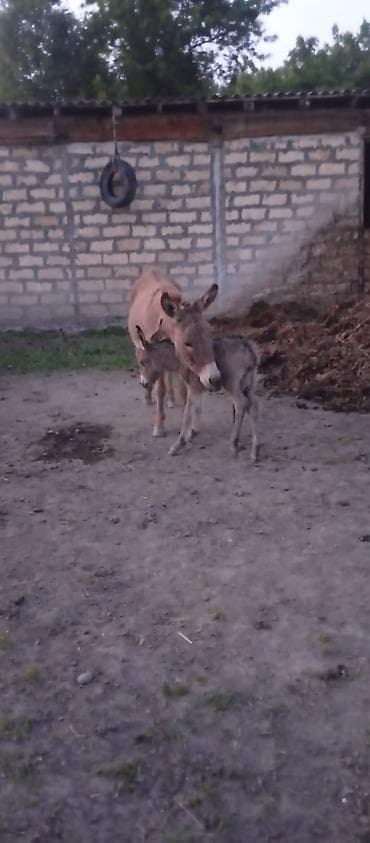 lavanda lal ordek: Eşşək ana və balası - Növ: ev eşşəyi - Tərkib: ana eşşək və yanında — 1