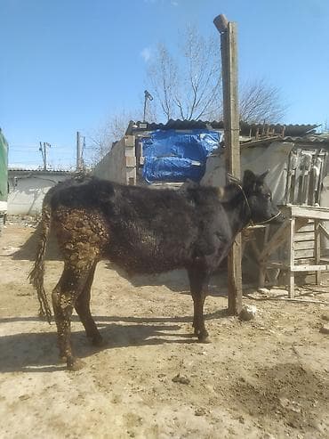 dana buzov: Dana, buzov — 3