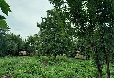 20 ci sahede satilan evler 2025: 10 sot, Kənd təsərrüfatı, Mülkiyyətçi, Kupça (Çıxarış) — 4